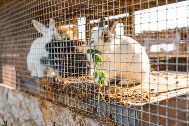 Kablo kafeslerindeki tavşanlar samandan yatak döşemeleri, yeşil yaprakları kemiren beyaz bir tavşan da dahil. Güneş ışığı kırsal çevreden süzülüyor..