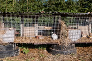 Bir sıra tel örgü tavşan kafesi istiflenmiş lastikler üzerinde saman yatak, içinde beyaz bir tavşan ve çevreleyen uzun yeşil ağaçlar..