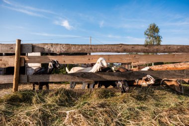 Bir grup keçi ahşap bir çitin arkasında duruyor, bazıları boşluklardan gözetliyor. Zemin samanla kaplıdır ve açık mavi gökyüzünün altında bir ağaç görülebilir..
