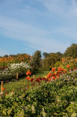 Sıraya dizilmiş turuncu, kırmızı ve beyaz çiçekleri olan bir bahçe, halatla çevrili ahşap direkler, açık mavi gökyüzünün altında ağaçlarla çevrili..