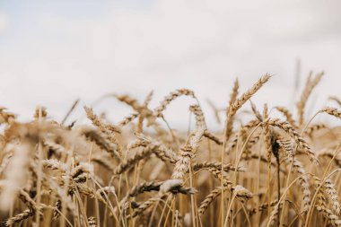 Olgunlaşmış altın buğday sapları yayılmış ışık altında hafifçe sallanır, yukarıdaki bulanık beyaz bulutlar hasat alanına kontrastı ekler.