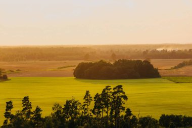 Tarlalarla çevrili ayrı bir ağaç kümesi olan geniş tarım arazileri. Ön planda uzun ağaçlar ve sıcak altın ışığın altında uzak katmanlar.