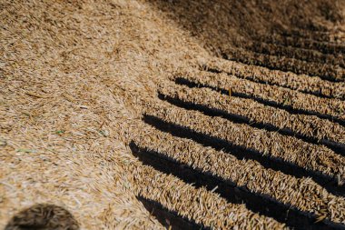 Altın pirinç tanecikleri desenli bir düzende dağılmış, gölgeler yüzey boyunca çizgiler oluşturuyor, dokuyu ve tekdüzeliği vurguluyorlar..