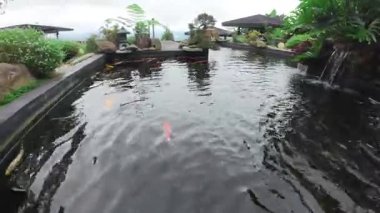 Sinematik 4K Drone Görüntüsü Renkli Koi Balığı Havacılık Manzaralı Güzel Havuzun Üzerinde Uçuyor