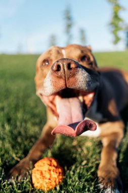 Saf köpek parkta oturuyor ve güneşli bir günde eğleniyor. O bir topla oynuyor..