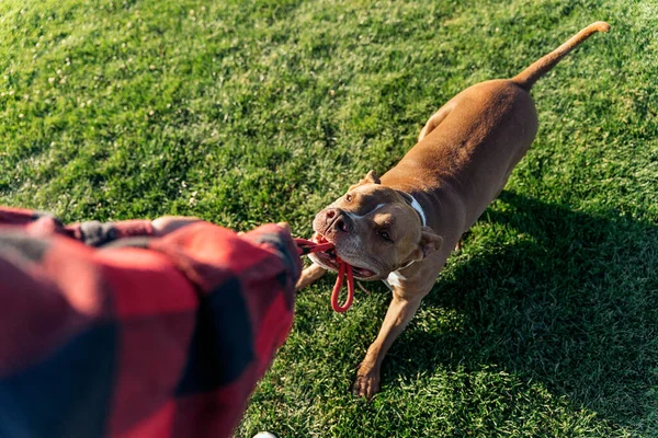 漂亮的纯种狗与主人玩耍 在公园里玩得很开心 — 图库照片