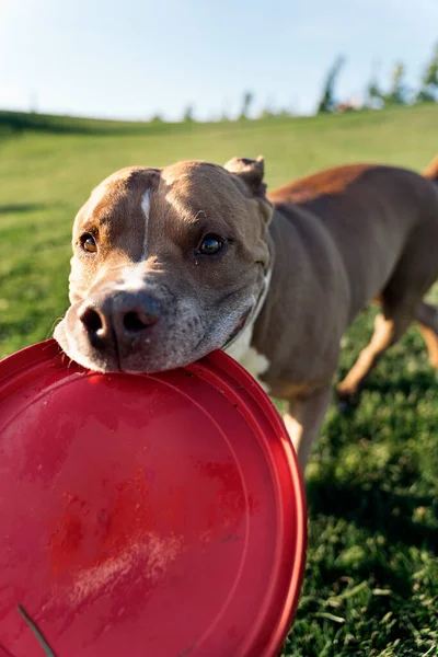 Güzel Safkan Köpek Güneşli Bir Günde Parkta Frizbiyle Oynarken Eğleniyor — Stok fotoğraf