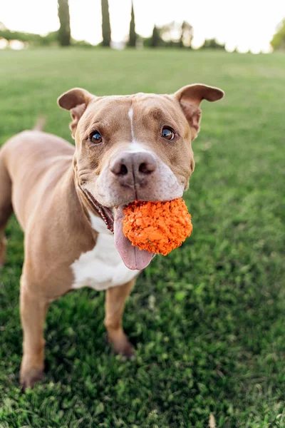 晴れた日には公園でボール遊びを楽しんでいる美しい純血犬 — ストック写真