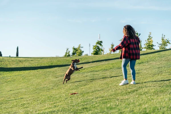 Непризнанная Женщина Играет Парке Своей Чистокровной Собакой Веселится — стоковое фото