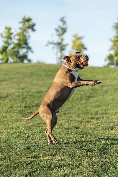Красива Домашня Собака Розважається Парку Граючи Ячем Протягом Сонячного Дня — стокове фото
