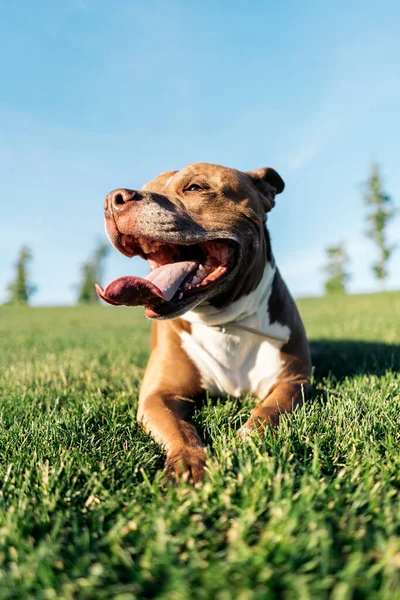 Saf Köpek Parkta Oturuyor Güneşli Bir Günde Eğleniyor Dilini Çıkarmış — Stok fotoğraf