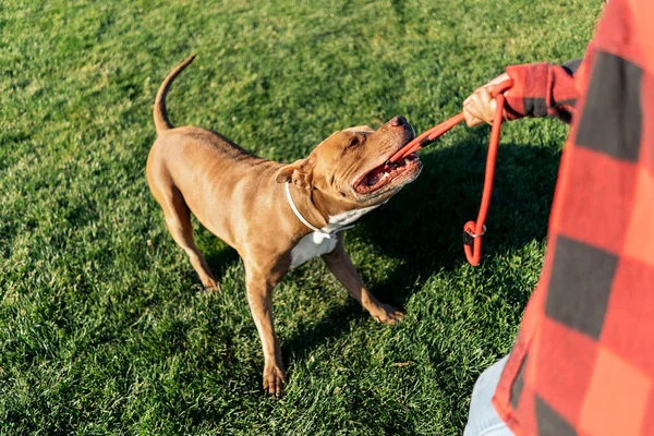 Güzel Safkan Köpek Sahibiyle Oynuyor Parkta Eğleniyor — Stok fotoğraf