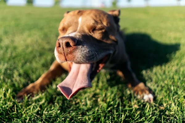公園に座って晴れた日に楽しい時間を過ごしている純血種の犬 舌を出してる — ストック写真