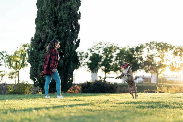 Неузнаваемая Женщина Играет Своей Собакой Фрисби Парке — стоковое фото