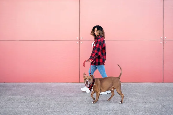 Joven Mujer Negra Con Pelo Rizado Paseando Perro Calle Divirtiéndose —  Fotos de Stock