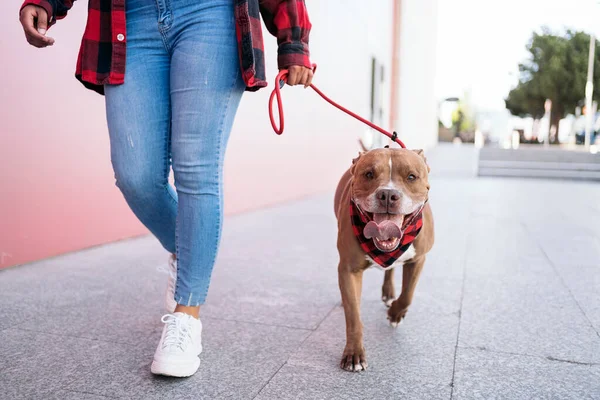 Unrecognized Black Woman Casual Clothes Walking Her Dog Street Having — Stock Photo, Image