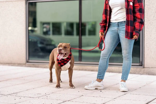 Чистая Собака Гуляет Улице Своим Хозяином Смотрит Фасад — стоковое фото
