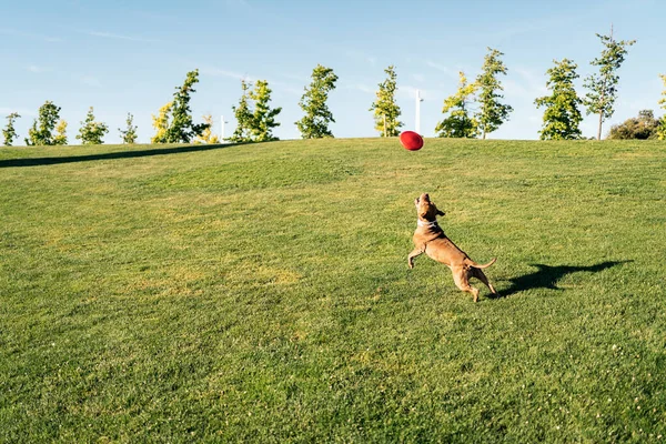 晴れた日の間にフリスビーで遊ぶ公園で楽しんでいる美しい純血種の犬 — ストック写真