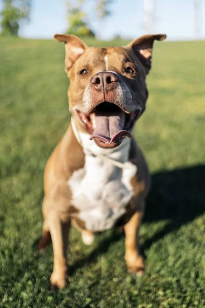 公園で遊んで楽しいかわいい茶色の純血犬 — ストック写真