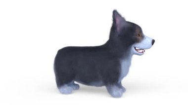 Galli Corgi Pembroke 'un 3B canlandırması