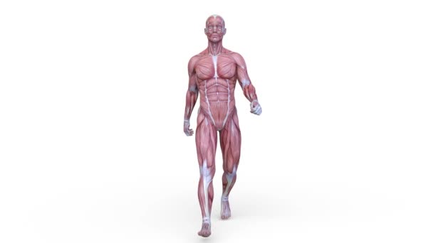 Yürüyen Bir Erkek Vücut Modelinin Boyutlu Canlandırması — Stok video