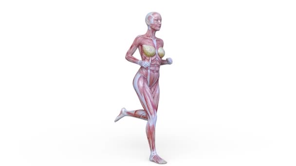 Rendering Eines Laufenden Weiblichen Körpermodells — Stockvideo