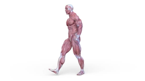 Rendering Eines Wandelnden Männlichen Körpermodells — Stockvideo