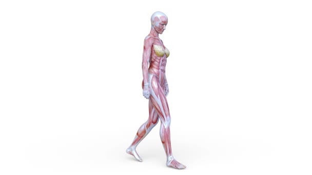 步行女性身体模型的三维绘制 — 图库视频影像