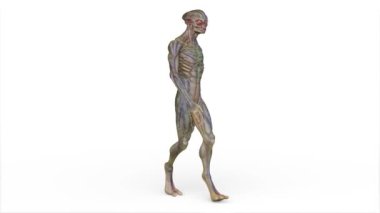3D rendering of a walking male alien