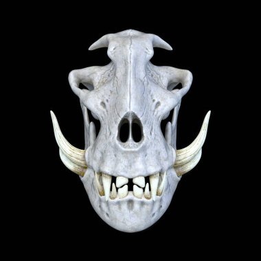 Bir canavar kafatasının 3 boyutlu canlandırması