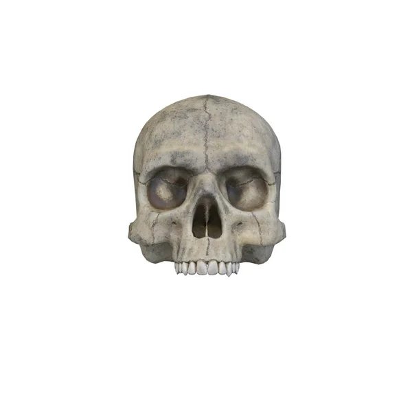 Representación Cráneo — Foto de Stock