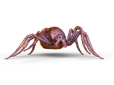 Bir örümceğin 3 boyutlu görüntüsü