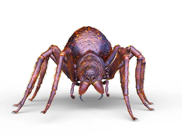 Bir örümceğin 3 boyutlu görüntüsü