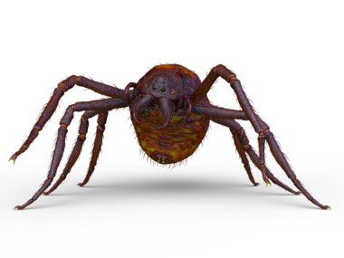 Bir örümceğin 3 boyutlu görüntüsü
