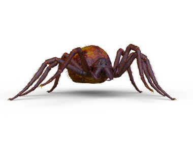 Bir örümceğin 3 boyutlu görüntüsü