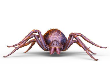 Bir örümceğin 3 boyutlu görüntüsü