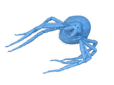 Bir örümceğin 3 boyutlu görüntüsü