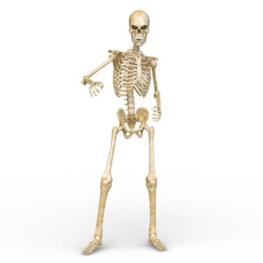 Bir iskeletin 3B canlandırması