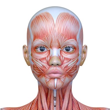 Bir kadının yüzünün 3 boyutlu görüntüsü.