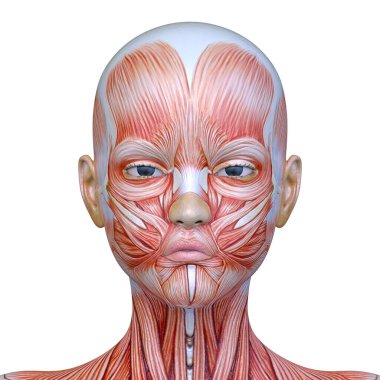 Bir kadının yüzünün 3 boyutlu görüntüsü.