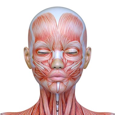 Bir kadının yüzünün 3 boyutlu görüntüsü.