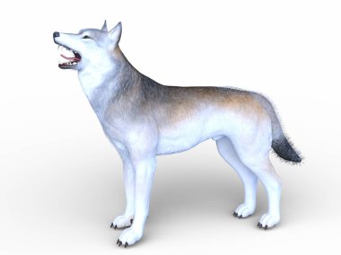 Bir kurdun 3 boyutlu görüntülemesi