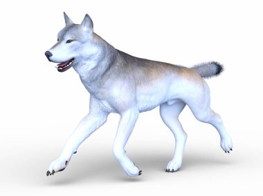 Bir kurdun 3 boyutlu görüntülemesi