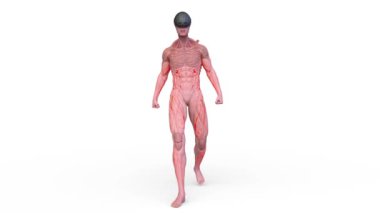 3D rendering of a walking male alien