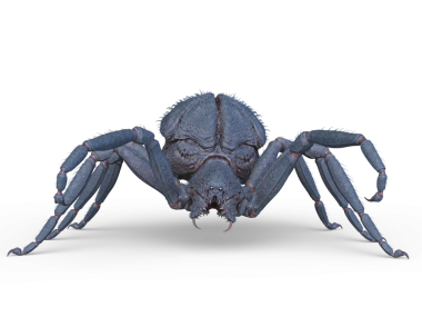 Bir örümceğin 3 boyutlu görüntüsü