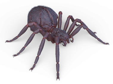 Bir örümceğin 3 boyutlu görüntüsü