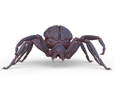 Bir örümceğin 3 boyutlu görüntüsü