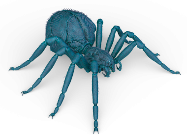 Bir örümceğin 3 boyutlu görüntüsü