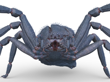 Bir örümceğin 3 boyutlu görüntüsü