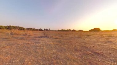 Yabanın 3B görüntüsü 360 derece